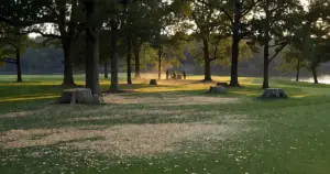 Golf course with tree stumps and wood chips scattered on grass, work crew silhouettes in distance near river